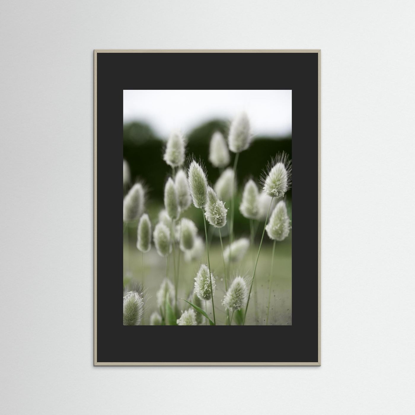 Grass