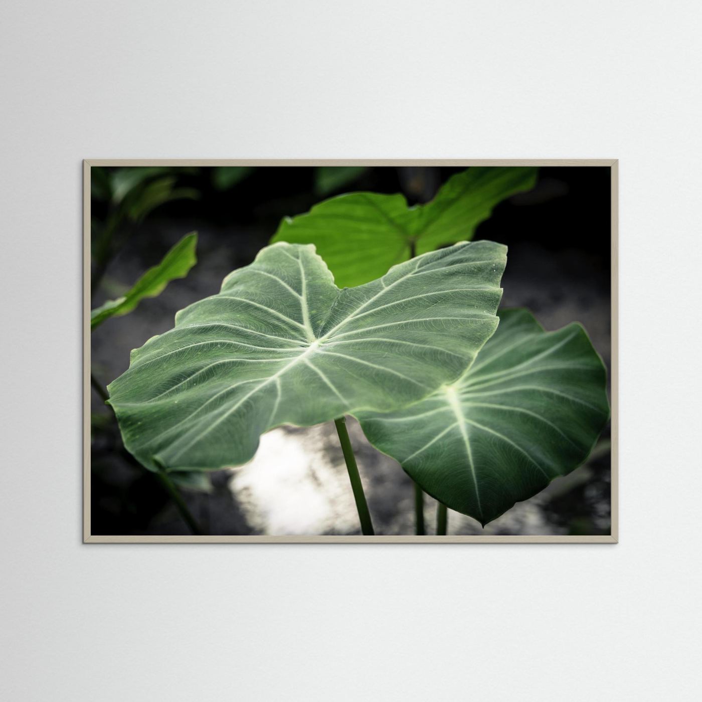 Leaf