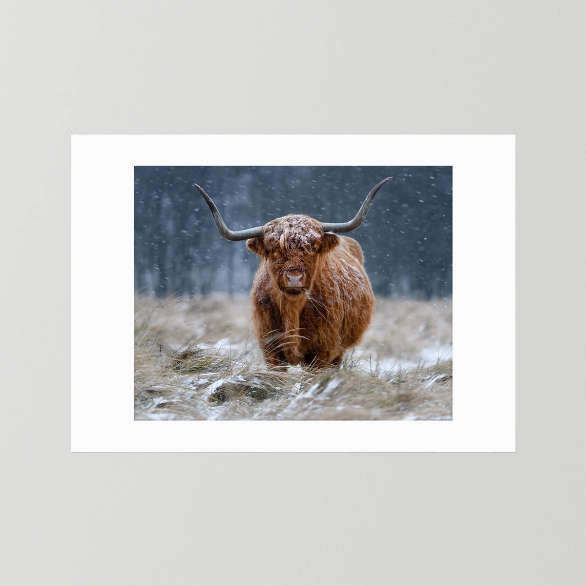 Snowy Highland cow 