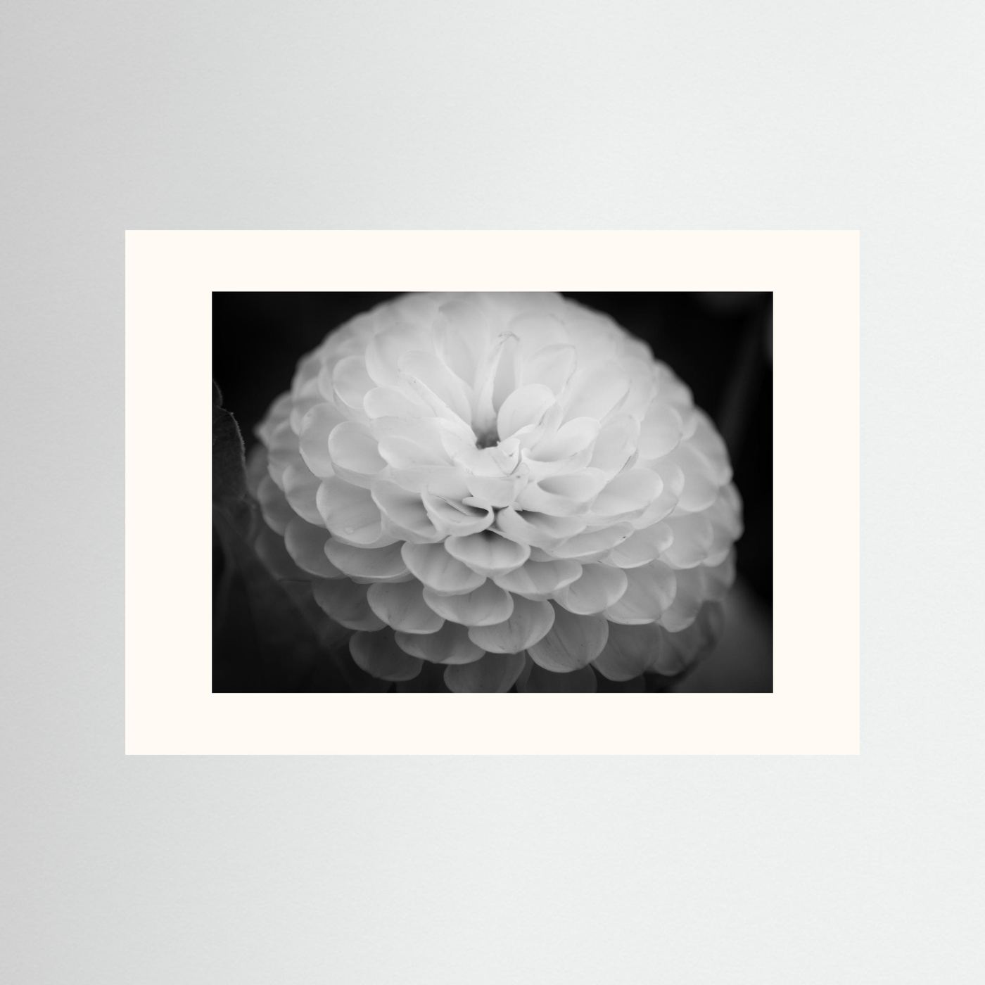 Dahlia
