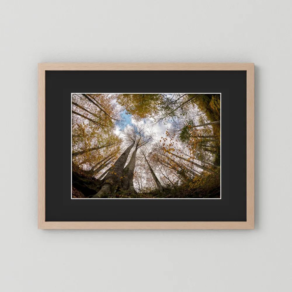 Golden Forest Sky View 