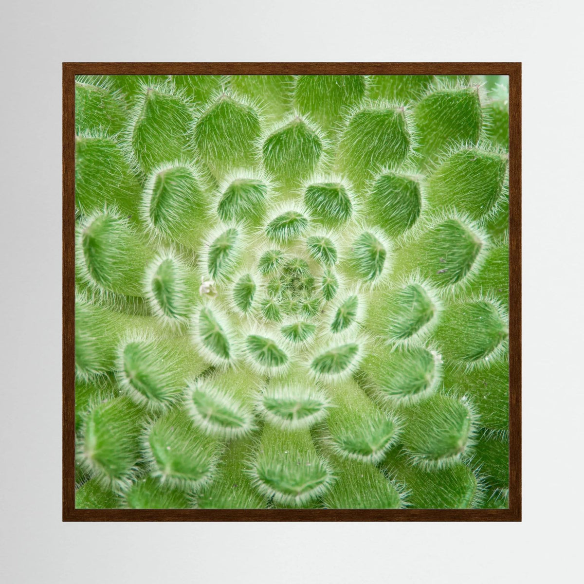 Square Cactus