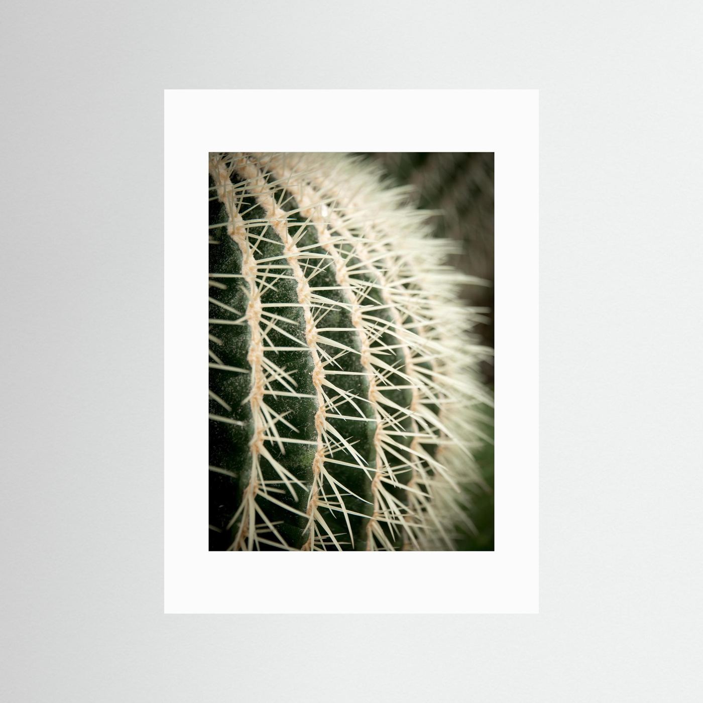 Cactus