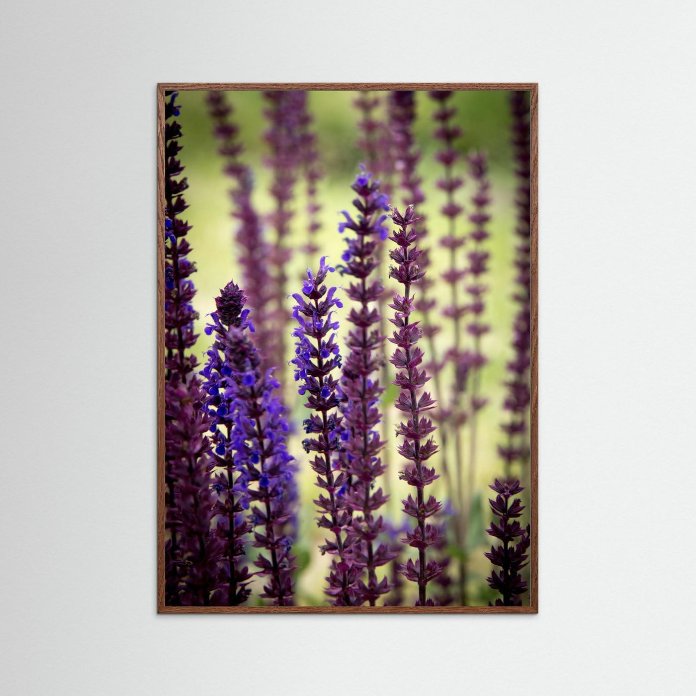 Purple flowers