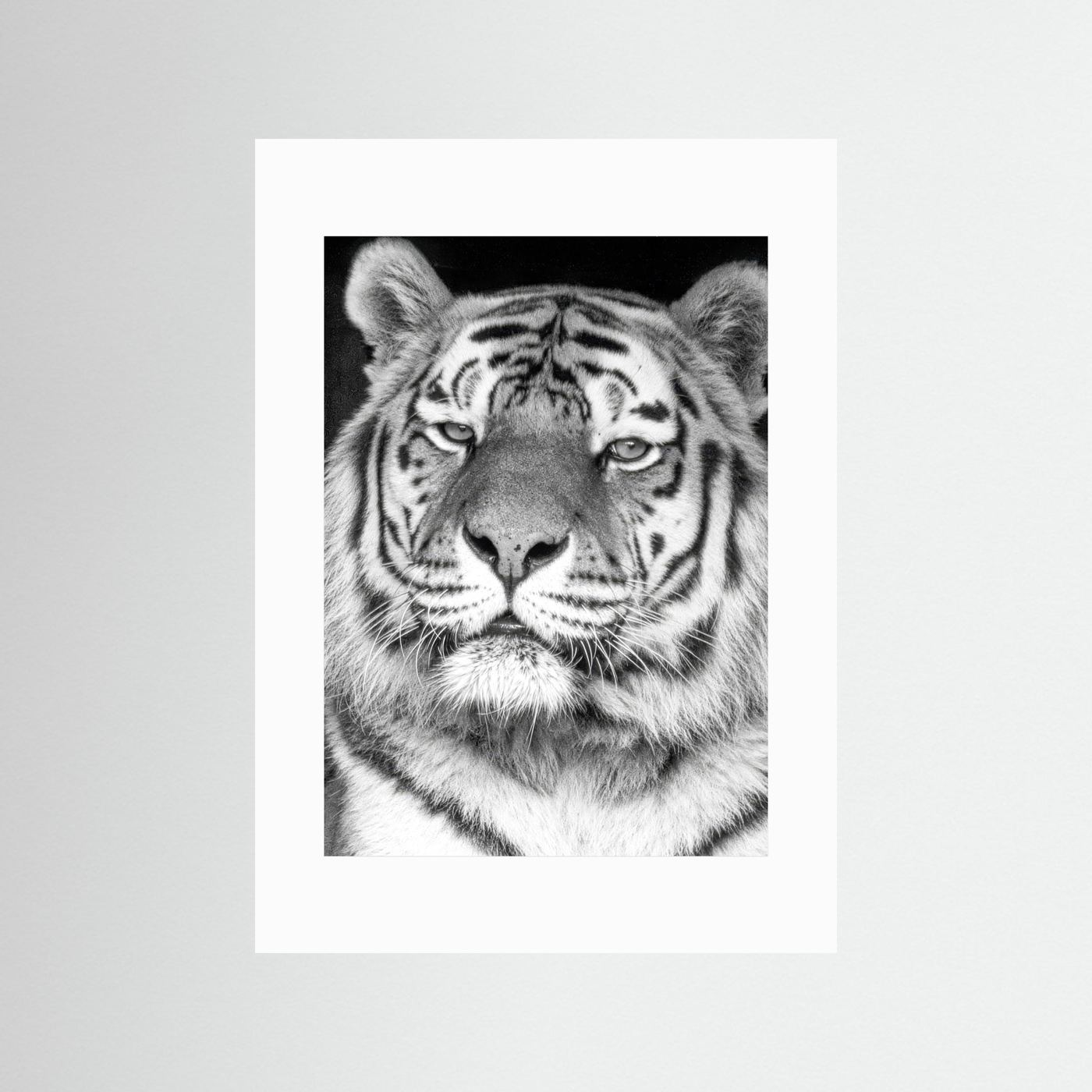 Tiger portrait