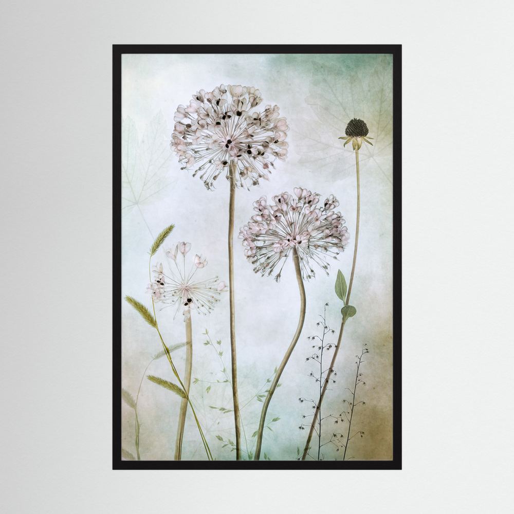 Allium 