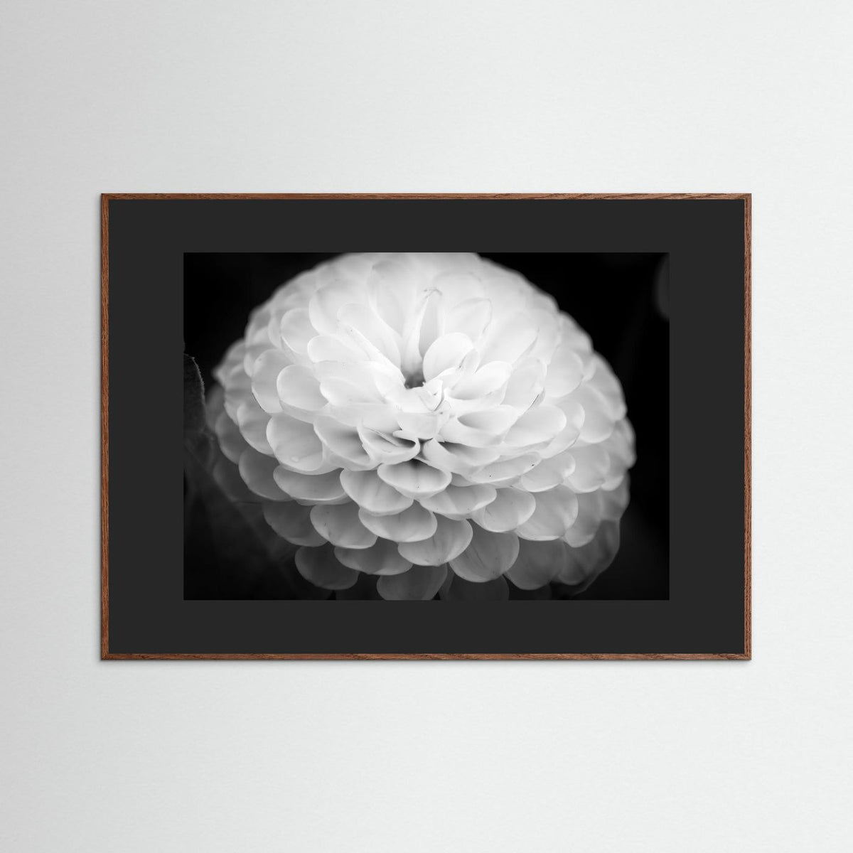 Dahlia