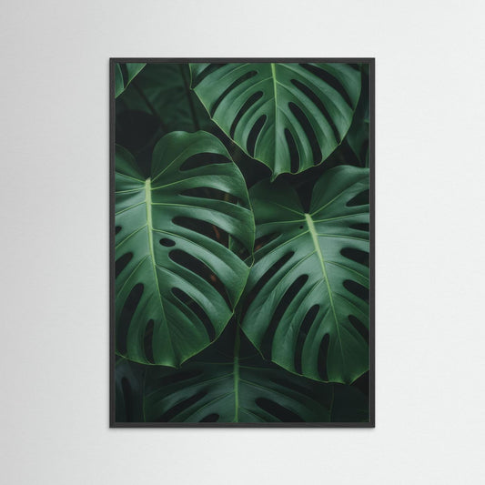 Monstera Deliciosa