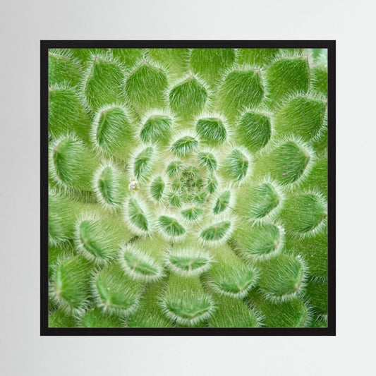 Square Cactus