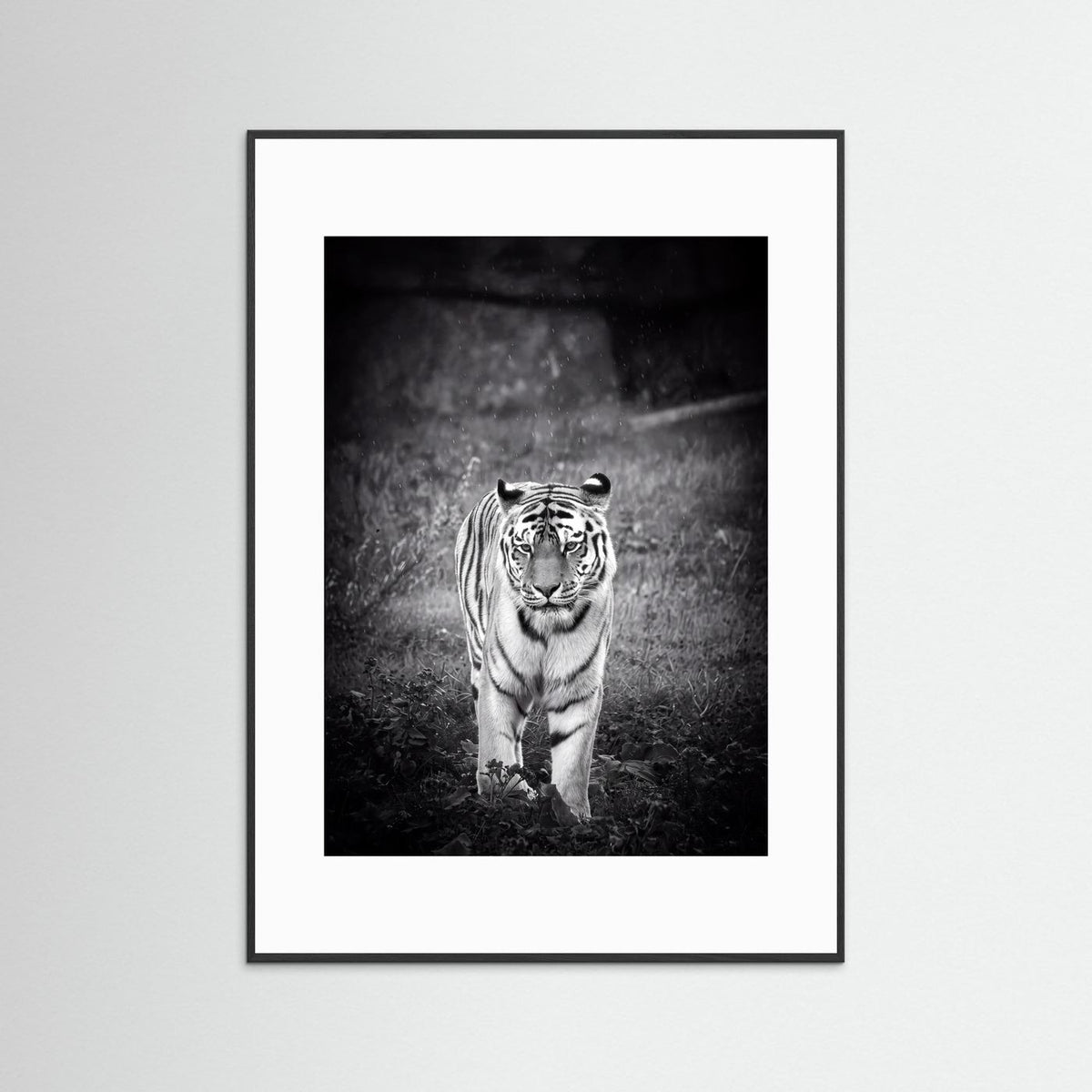 Tiger in Rain