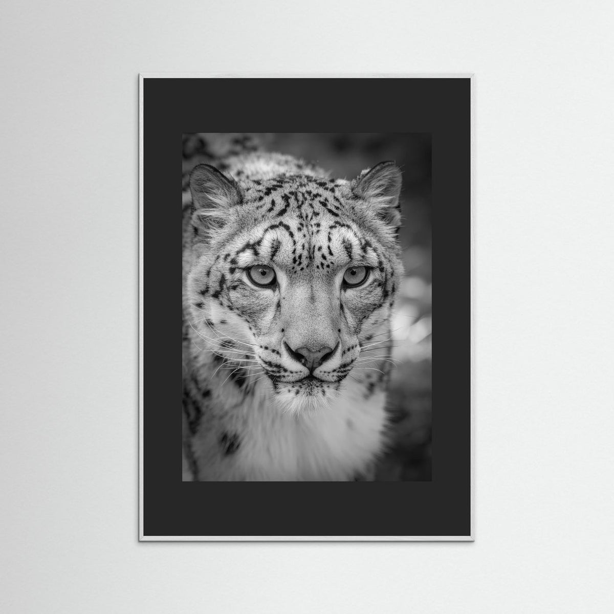 Leopard in Snow