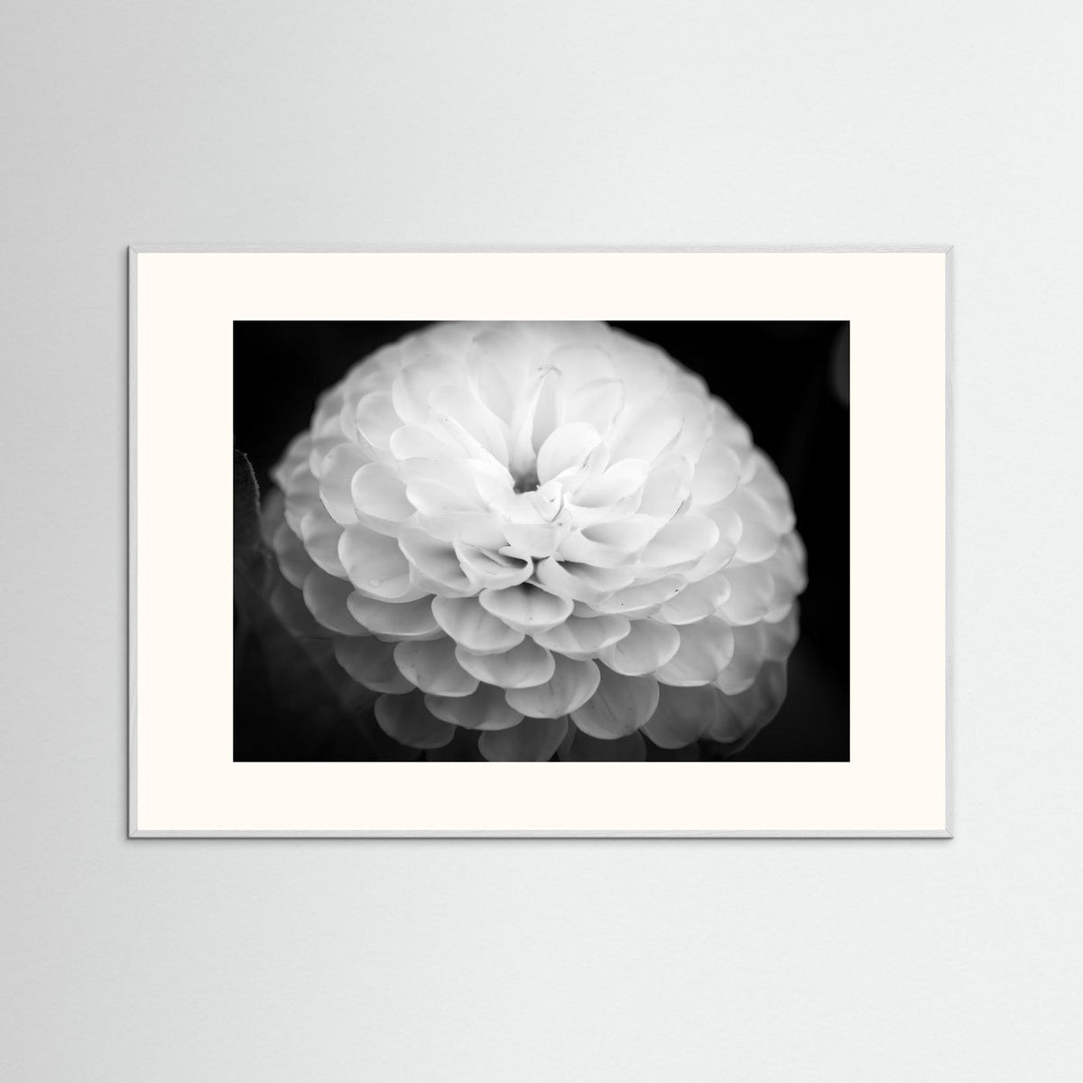 Dahlia