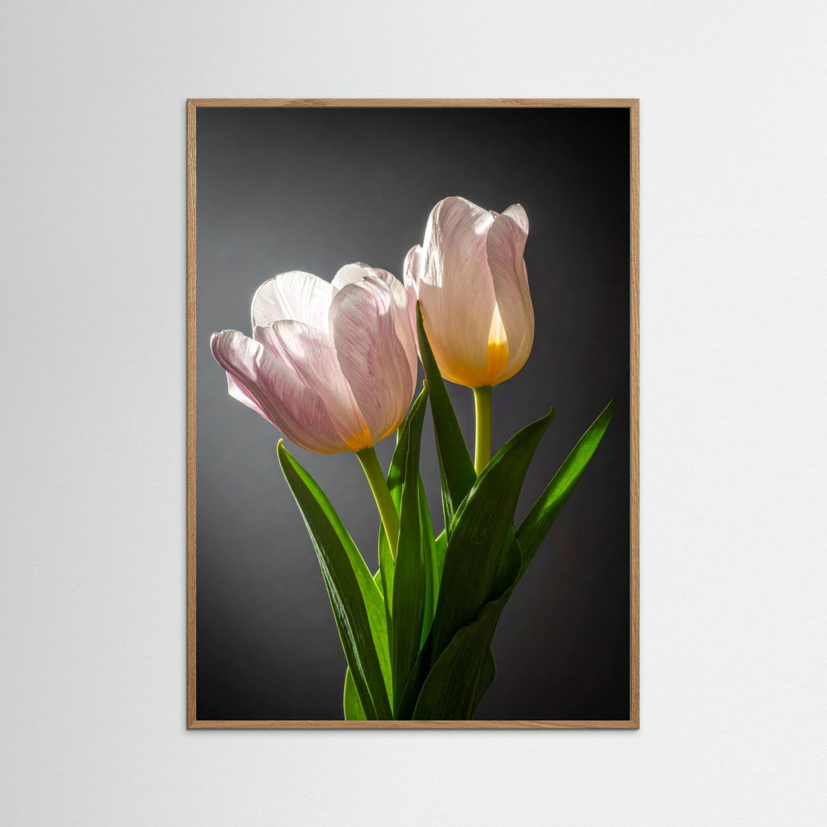 Tulip