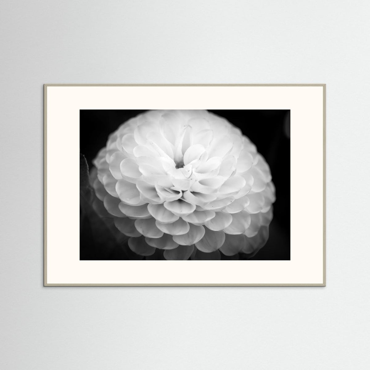 Dahlia
