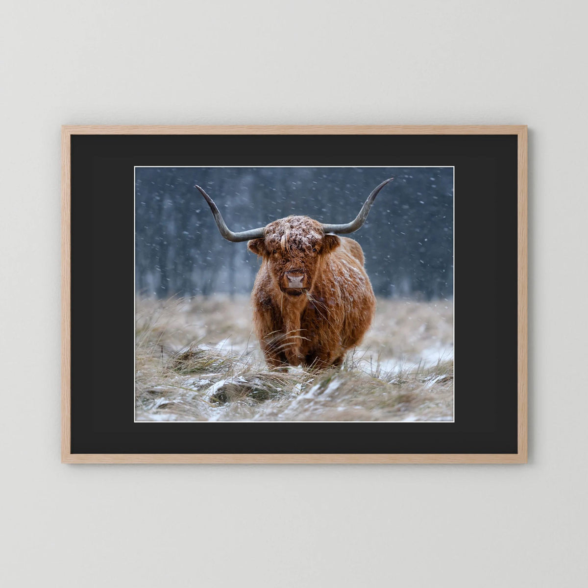 Snowy Highland cow 