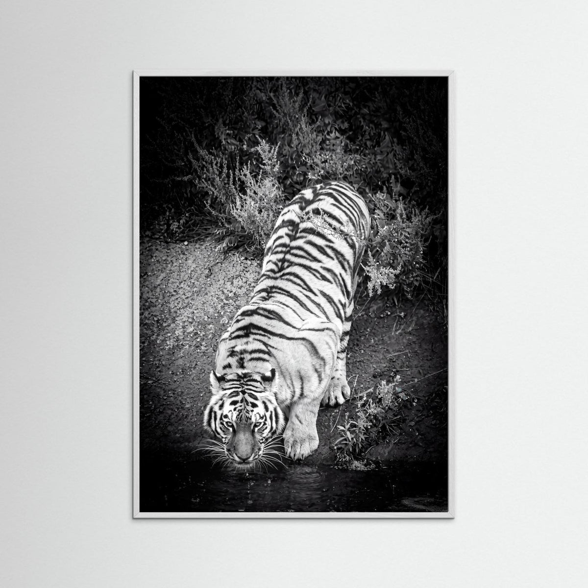 Tiger drinking water