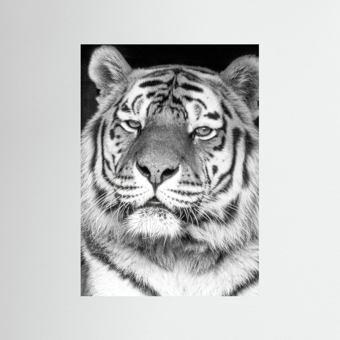 Tiger portrait