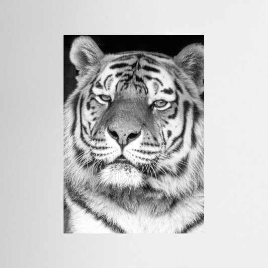 Tiger portrait