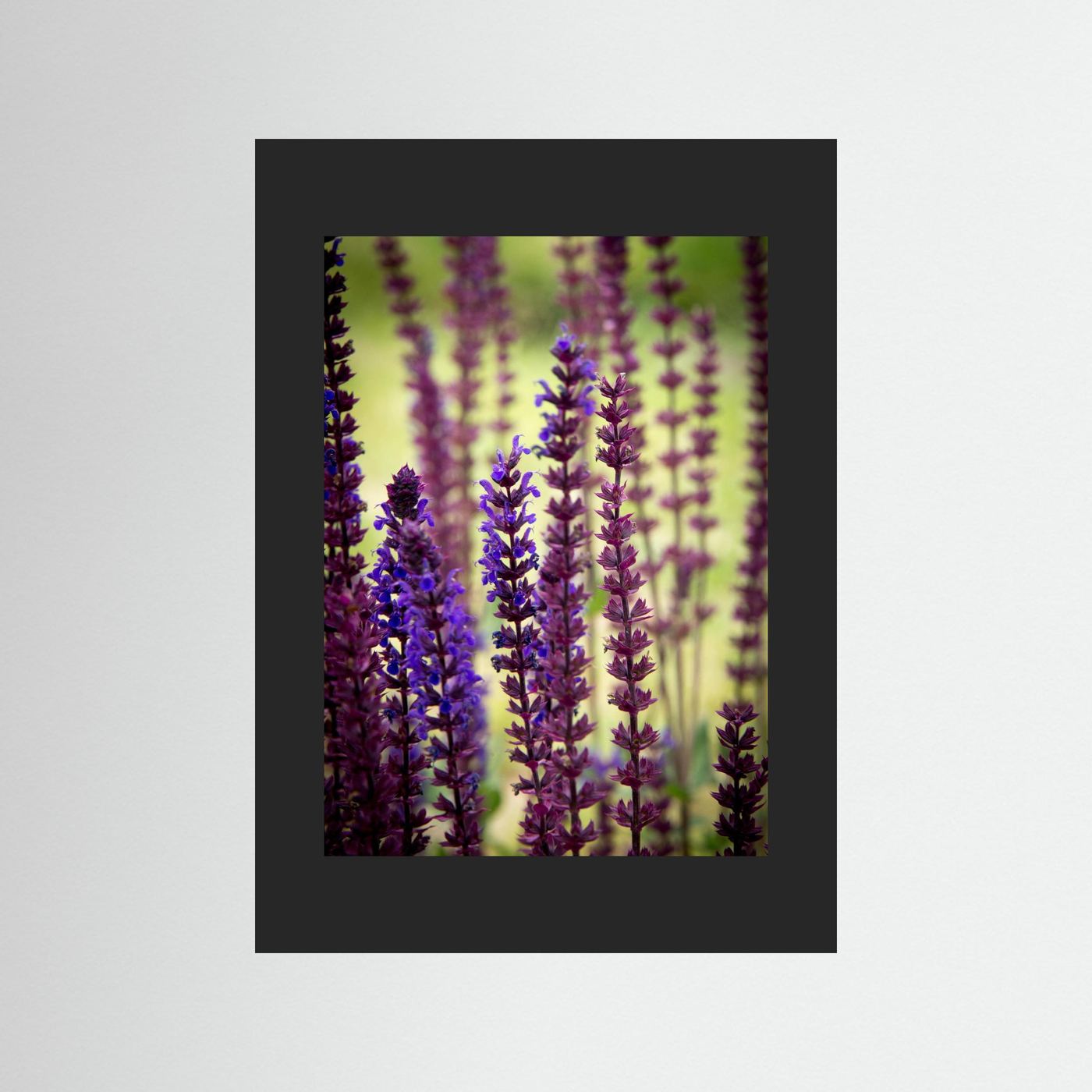 Purple flowers