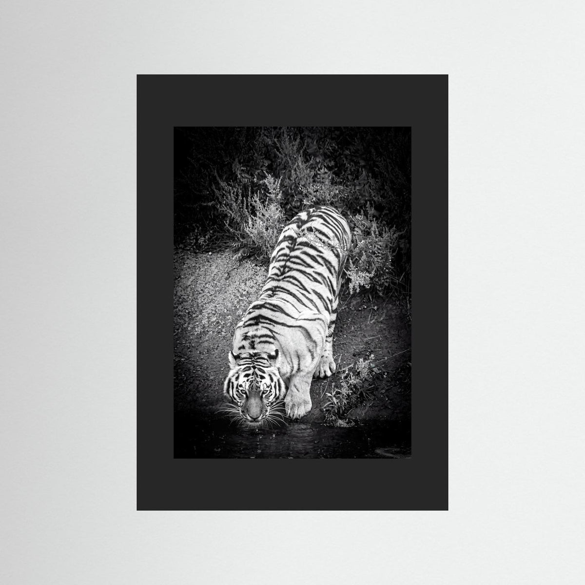 Tiger drinking water