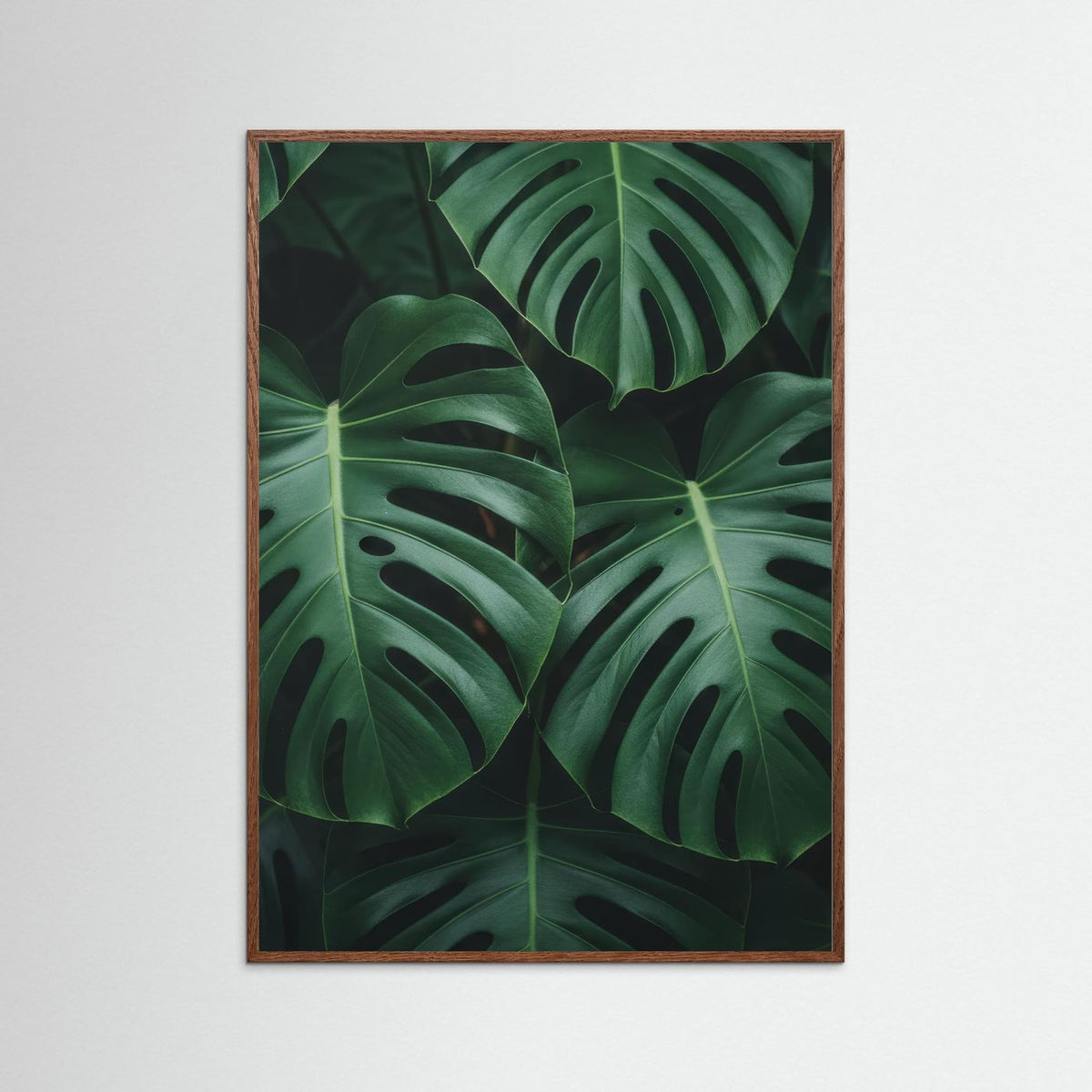 Monstera Deliciosa