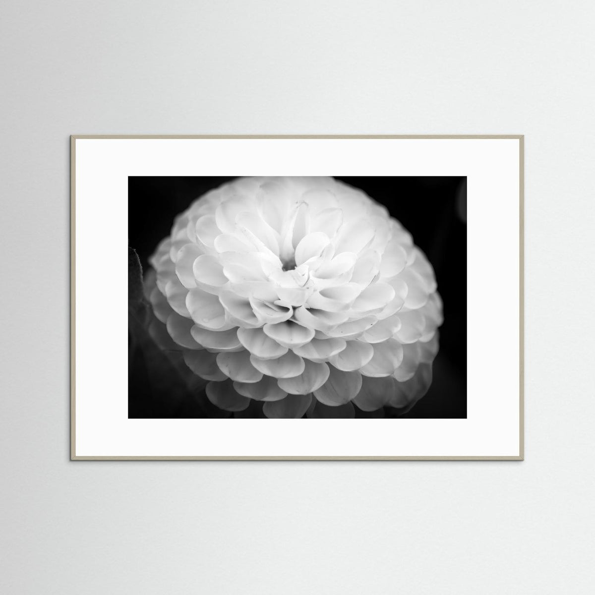 Dahlia
