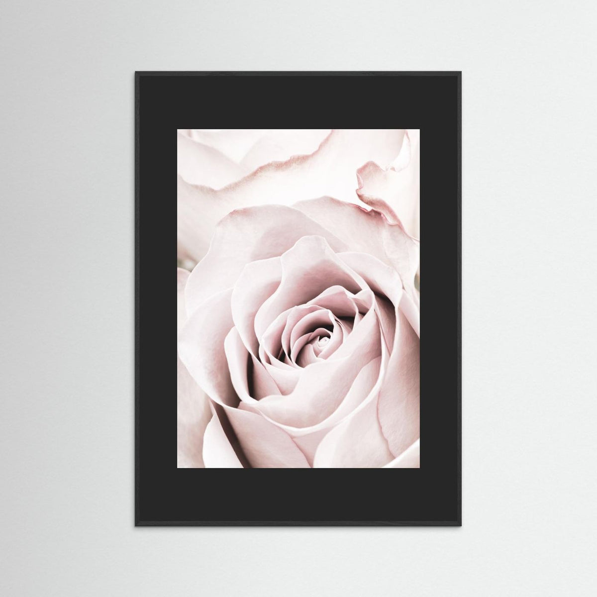 Pink Rose 