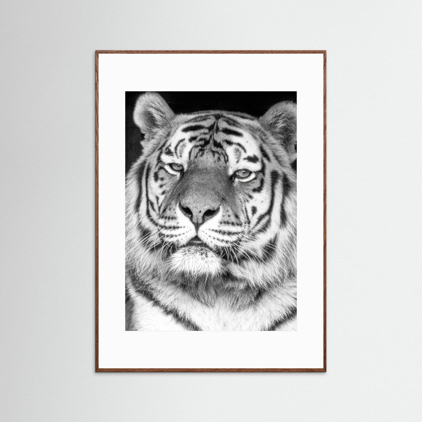 Tiger portrait
