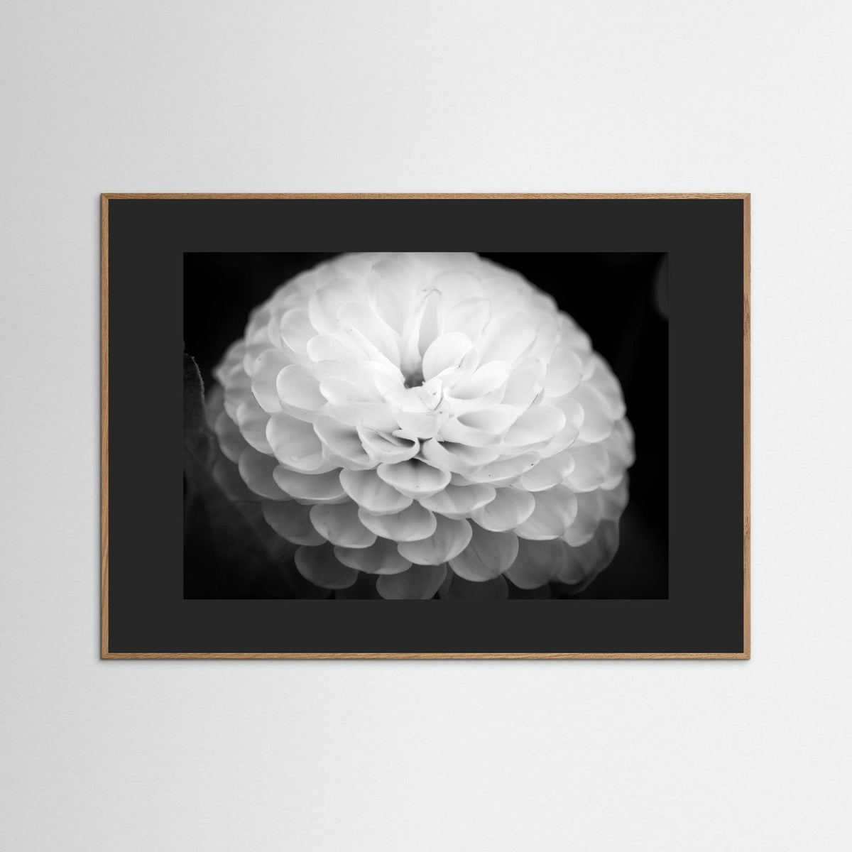 Dahlia