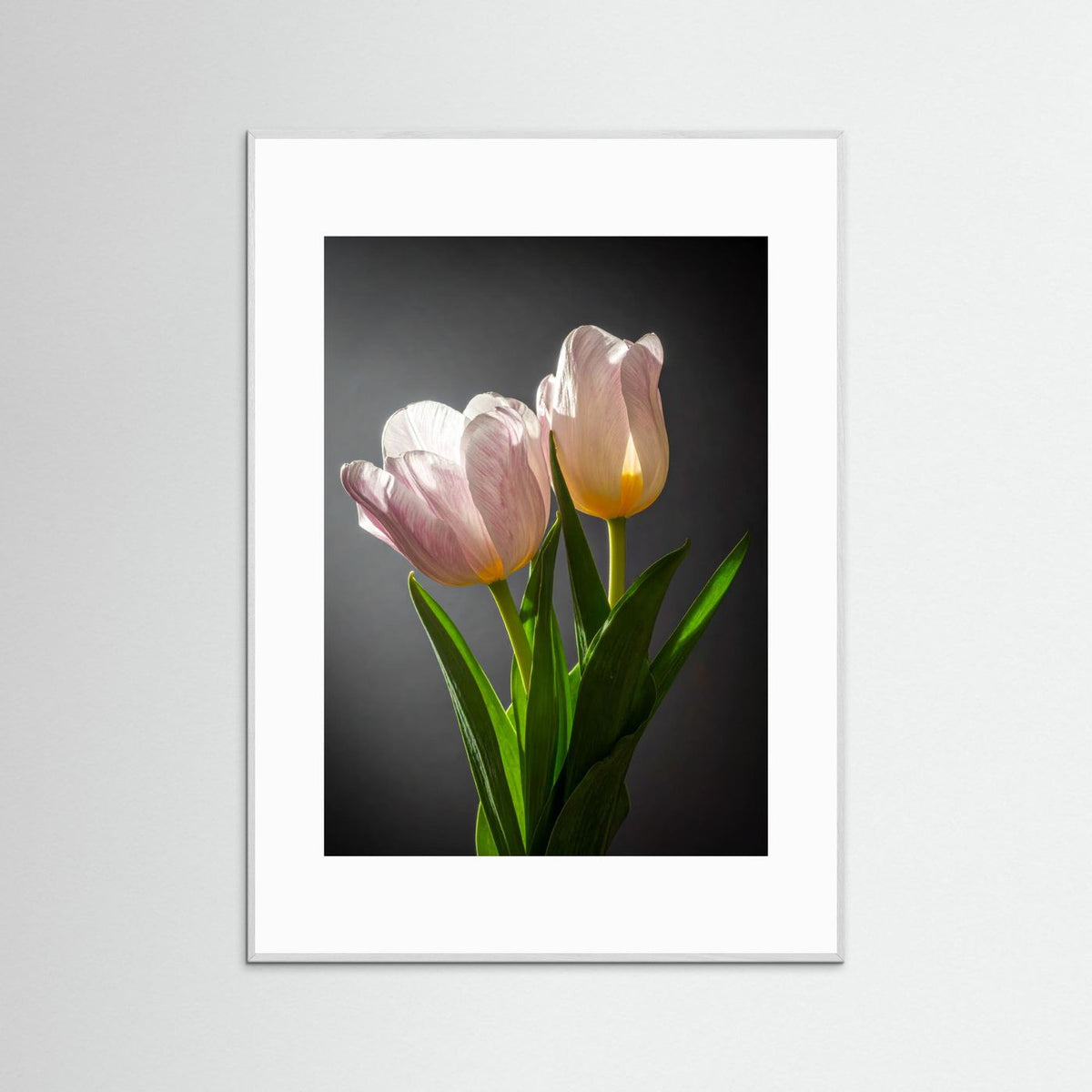 Tulip
