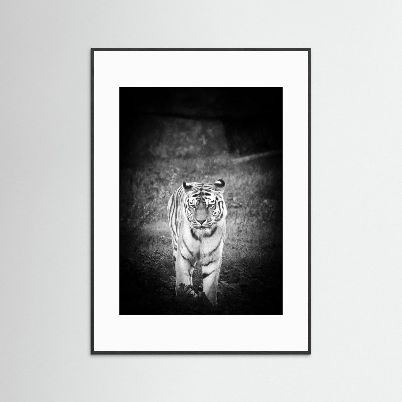 Tiger in rain