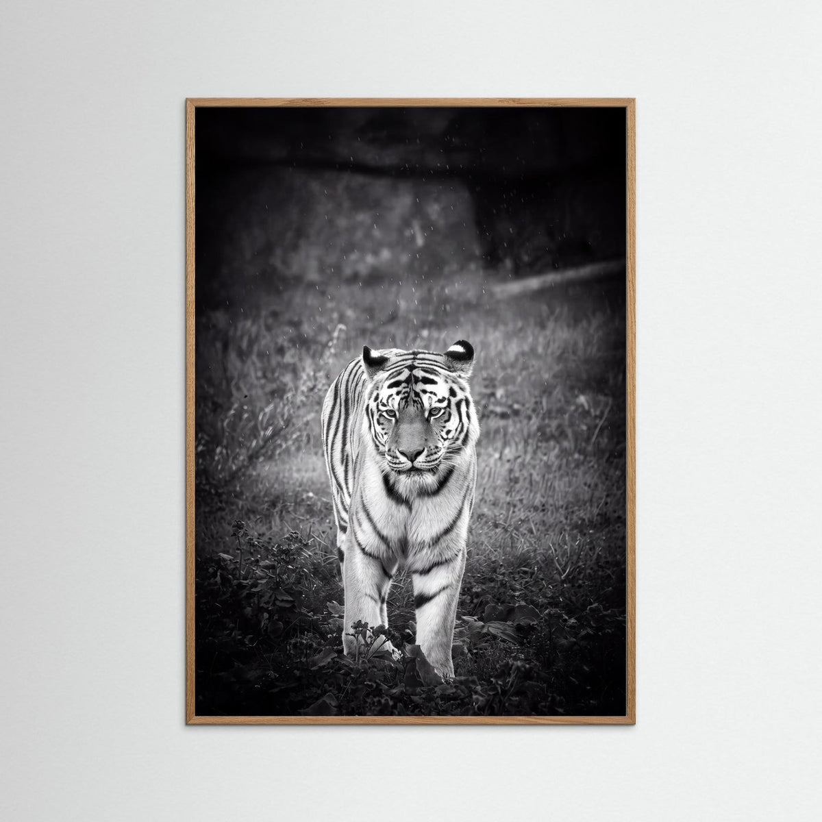 Tiger in Rain