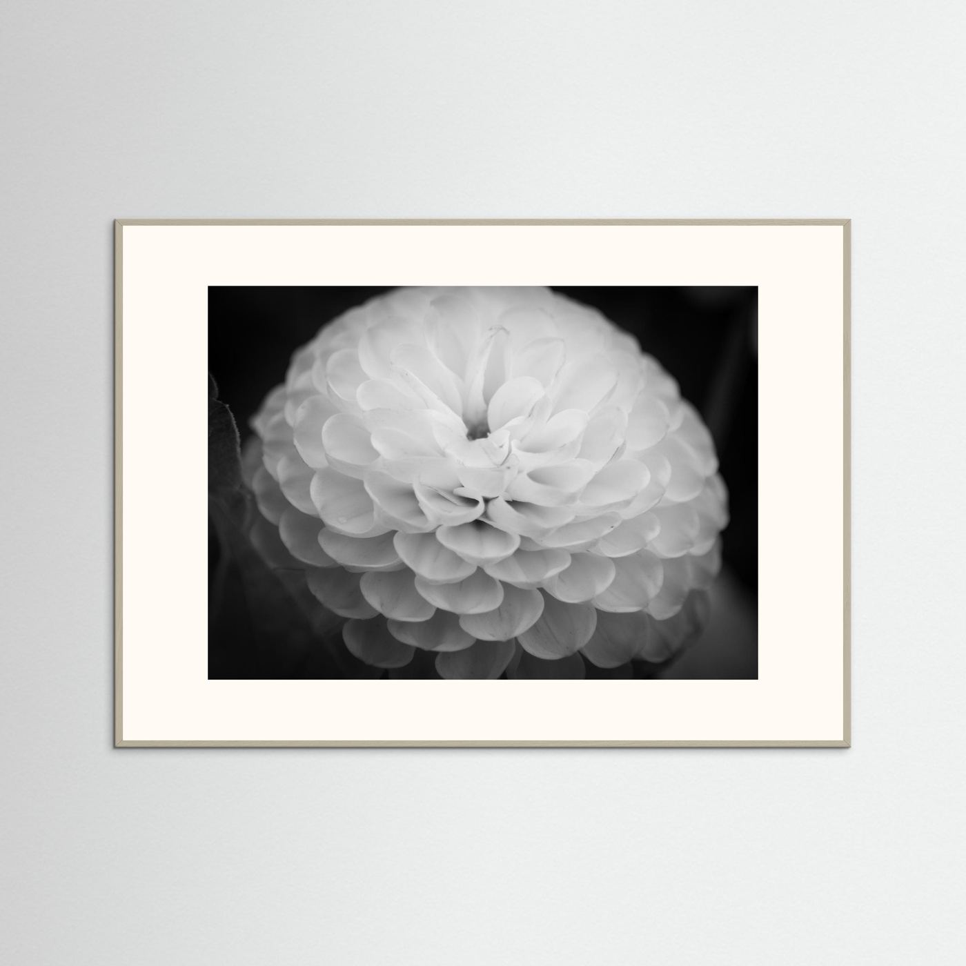 Dahlia
