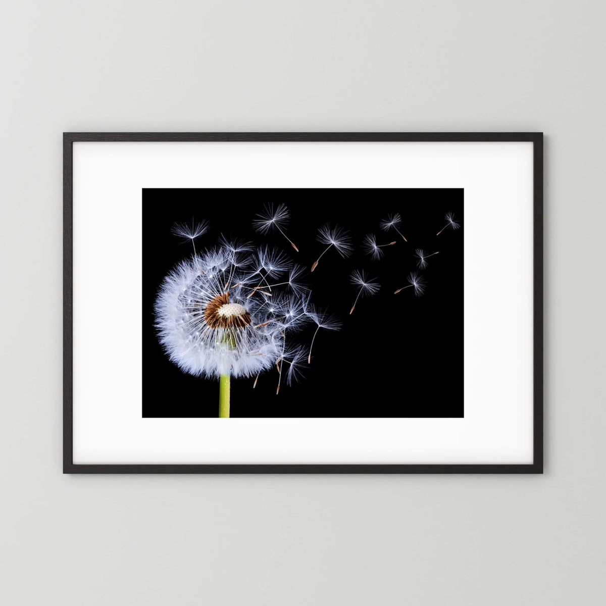Dandelion Blowing 