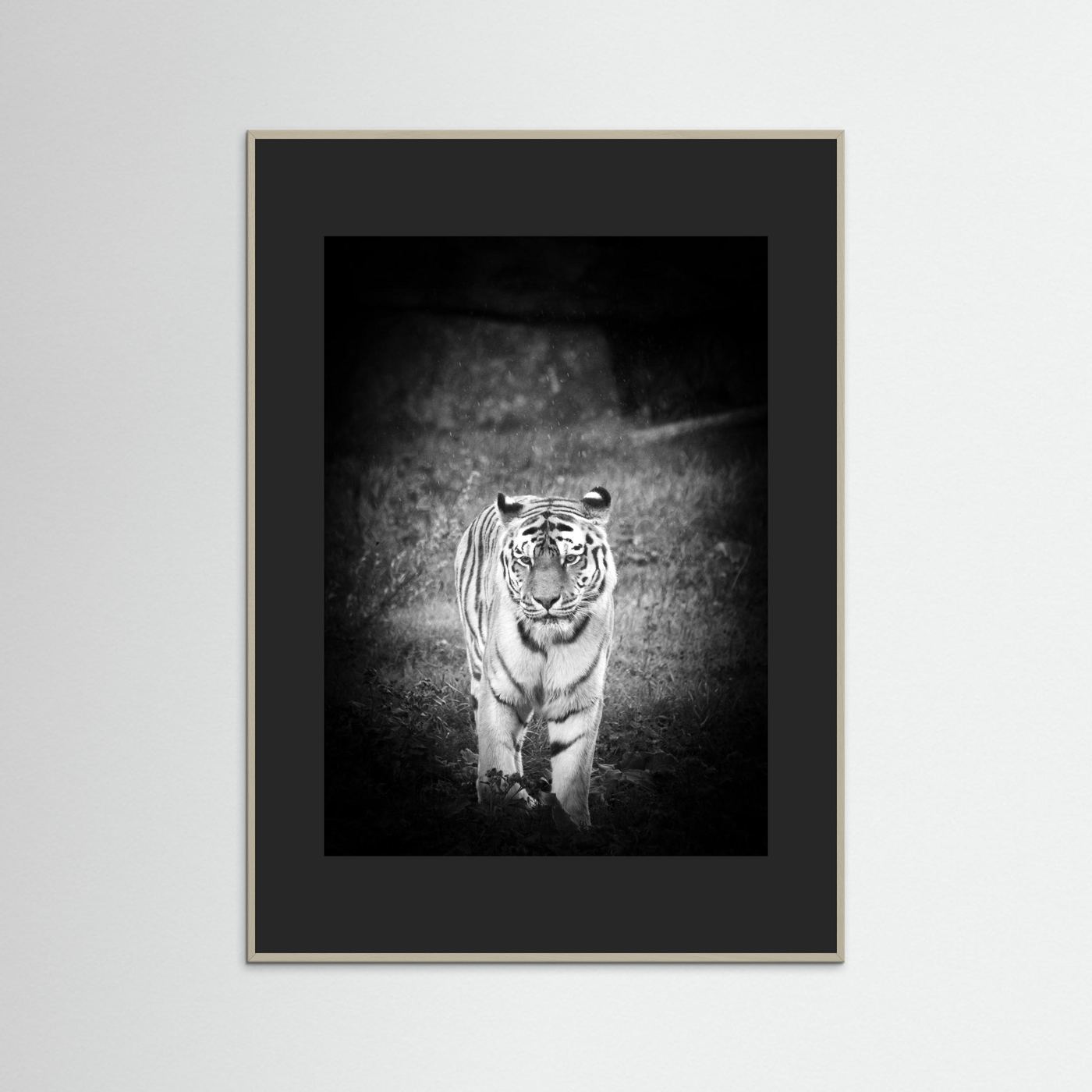 Tiger in rain