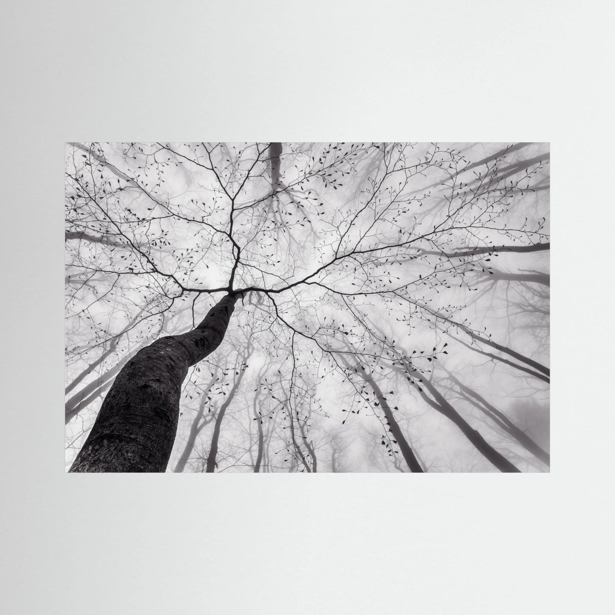 A view of the tree crown 