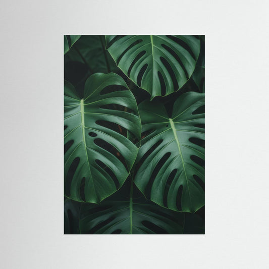 Monstera Deliciosa