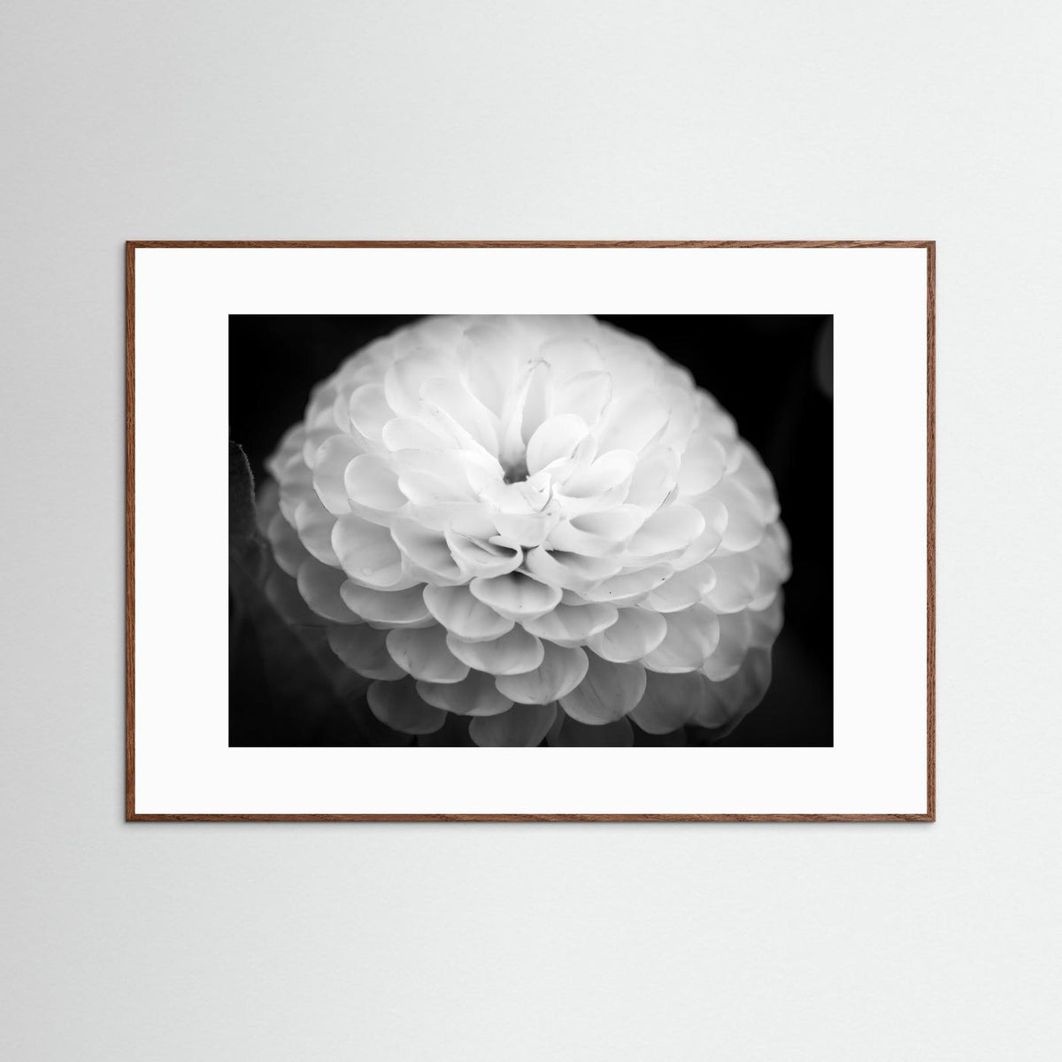 Dahlia