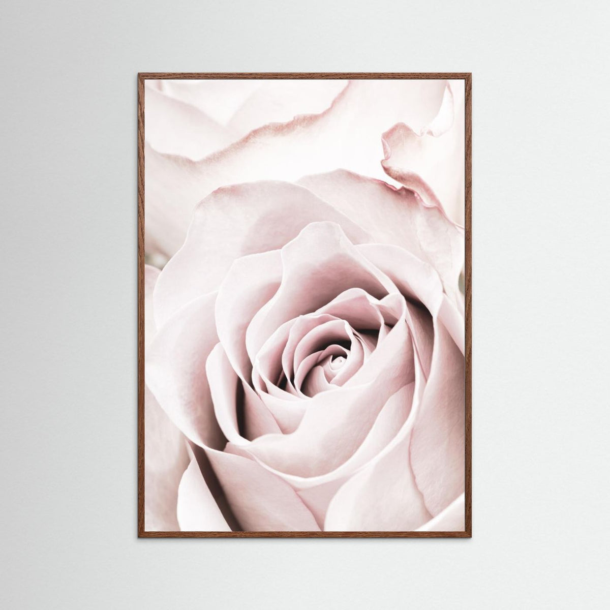 Pink Rose 