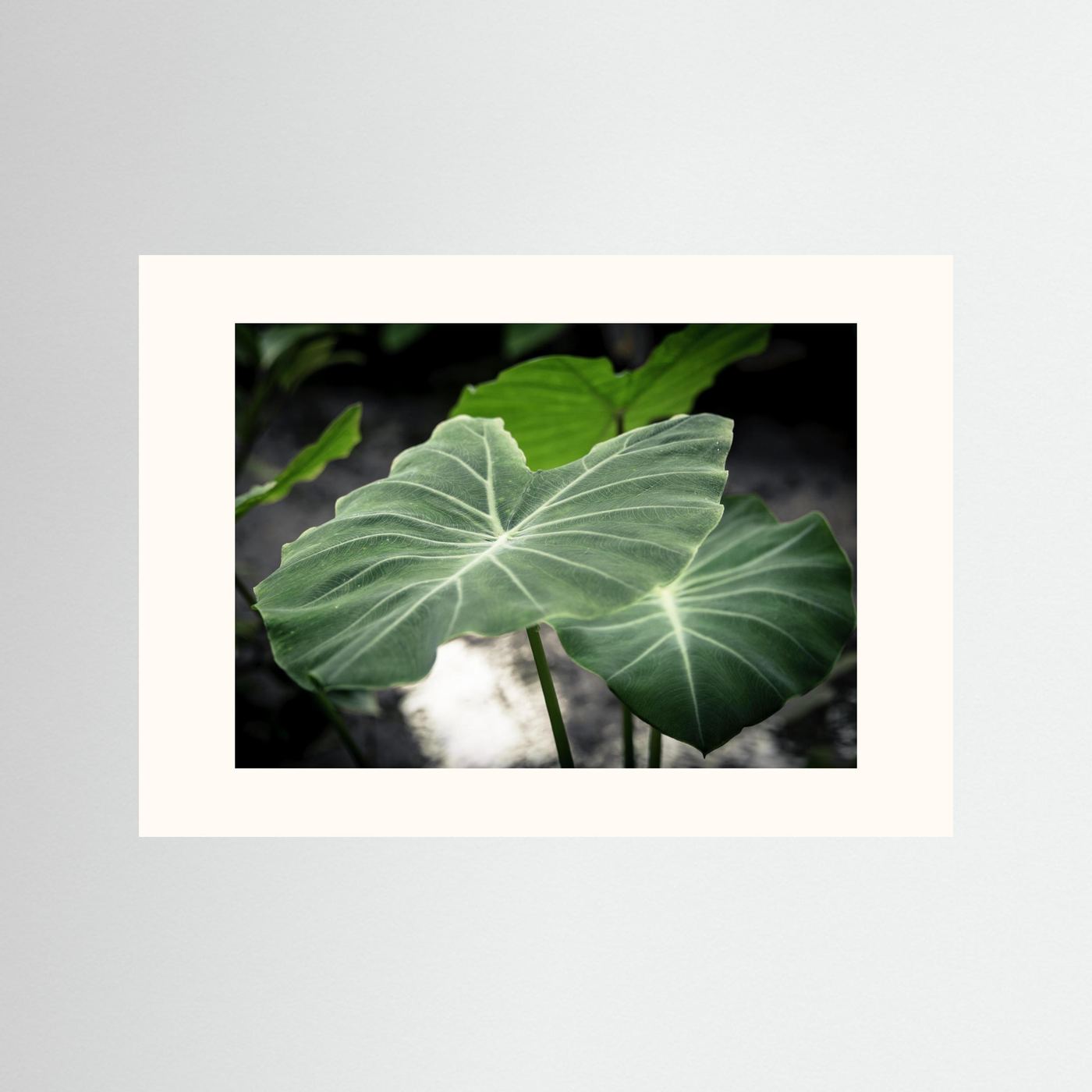 Leaf