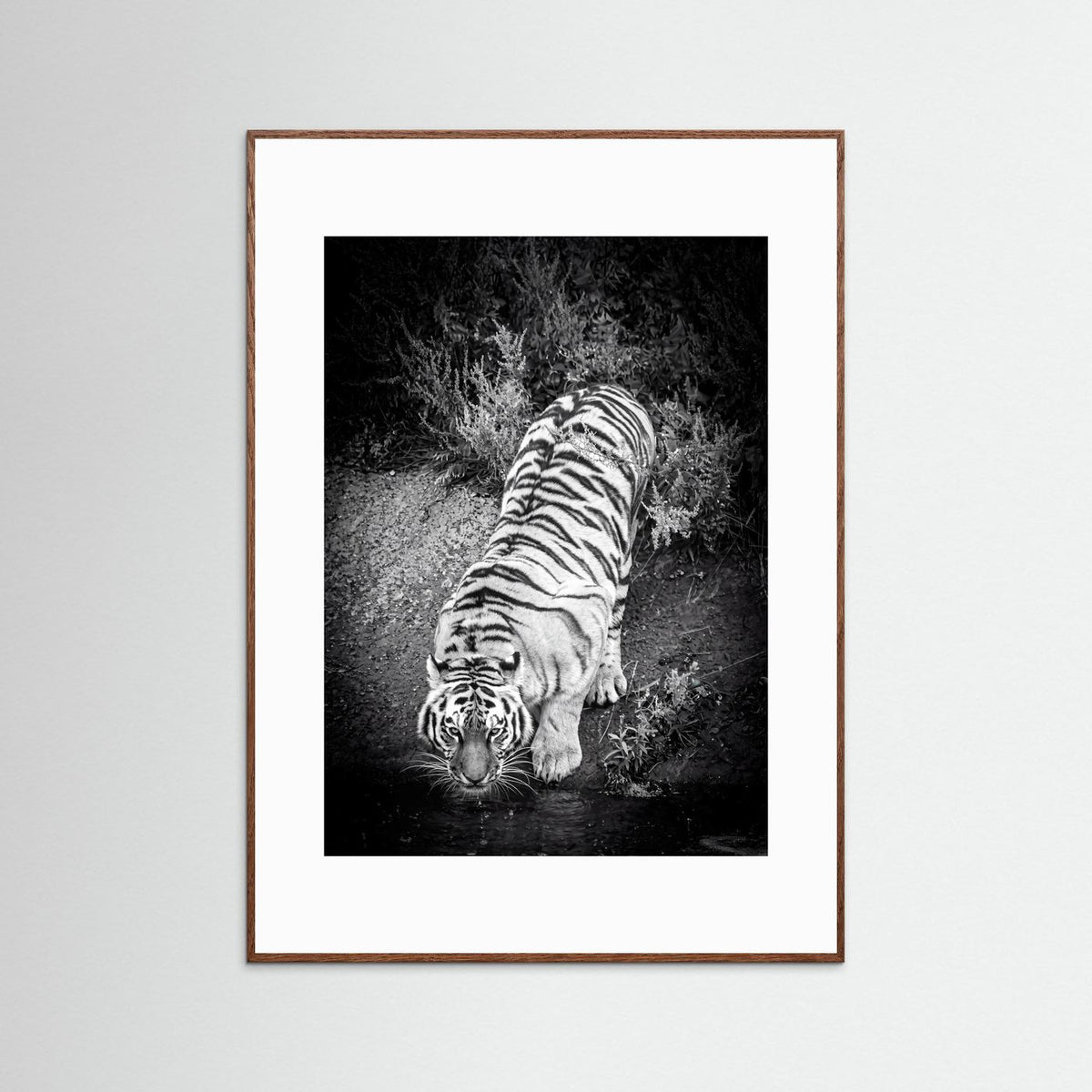 Tiger drinking water