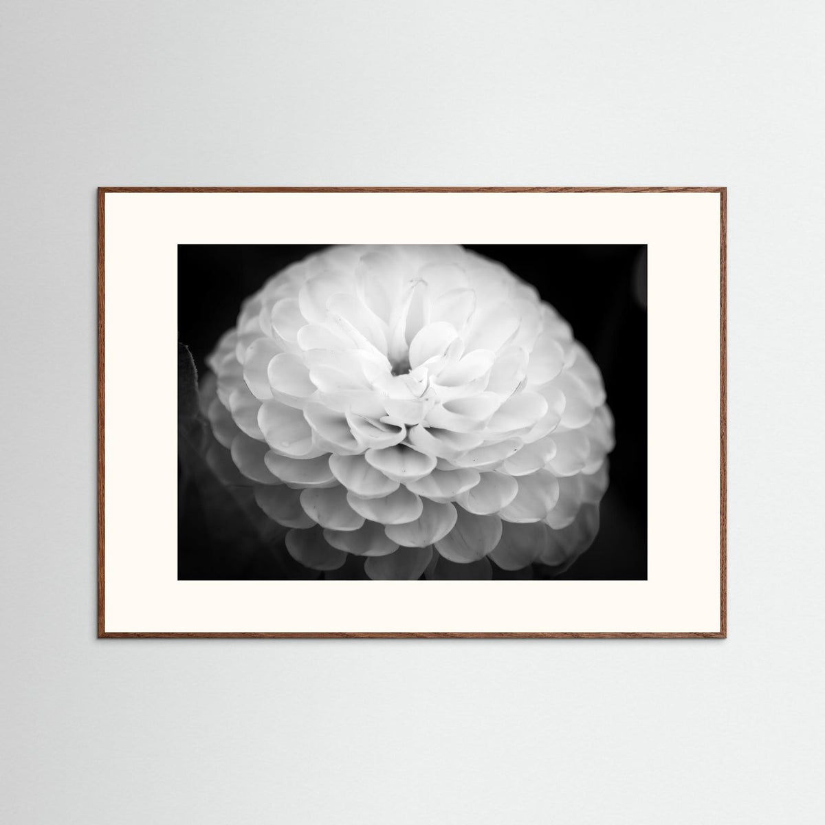 Dahlia