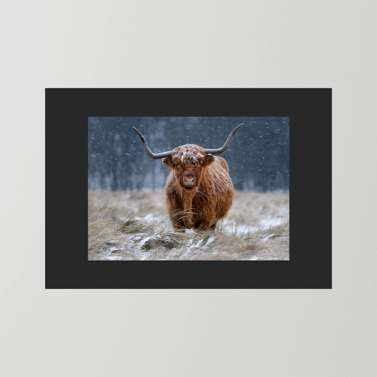 Snowy Highland cow 