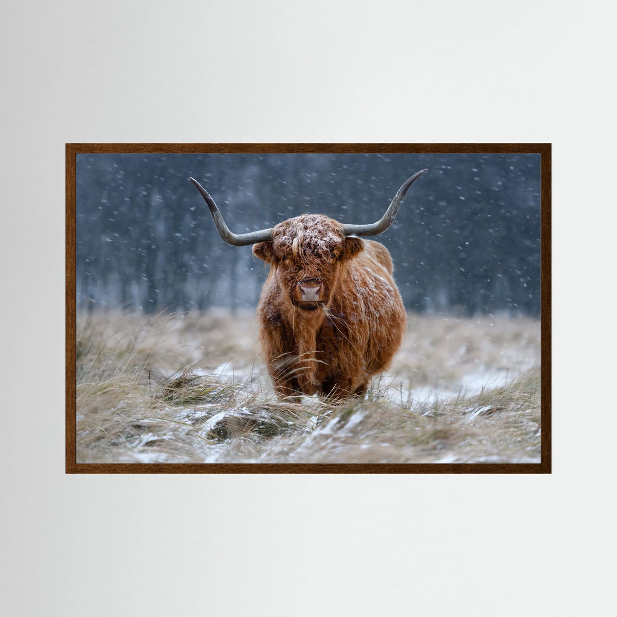 Snowy Highland cow 