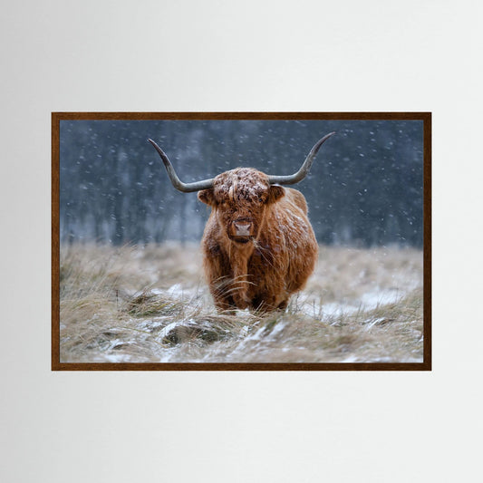 Snowy Highland cow 