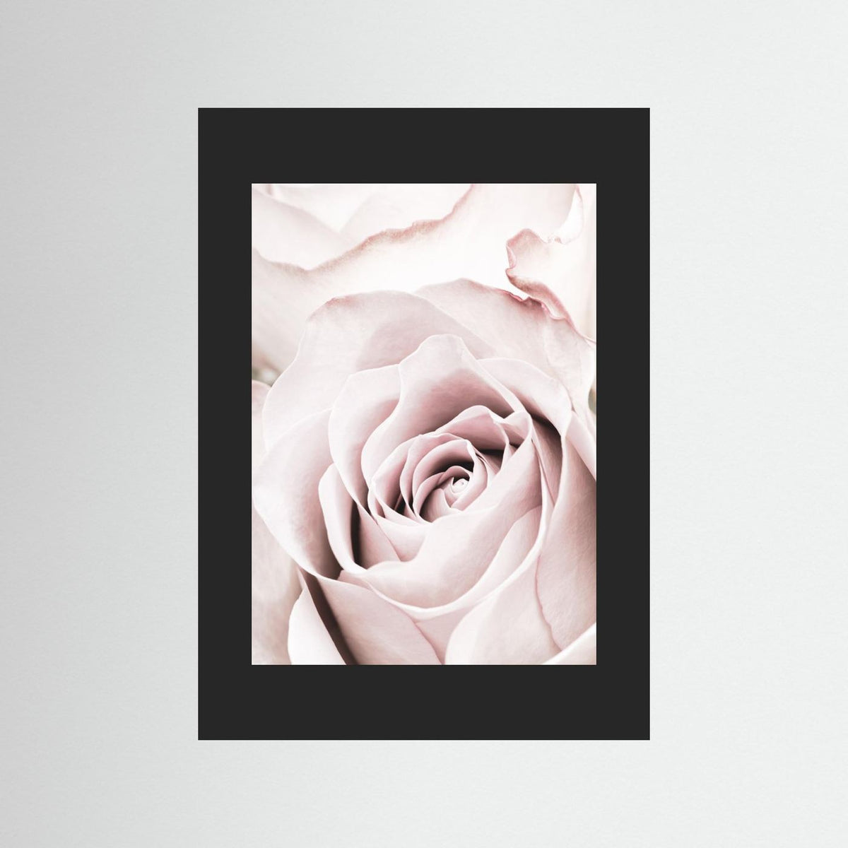 Pink Rose 