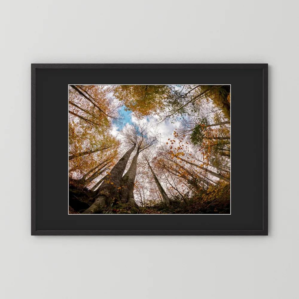 Golden Forest Sky View 