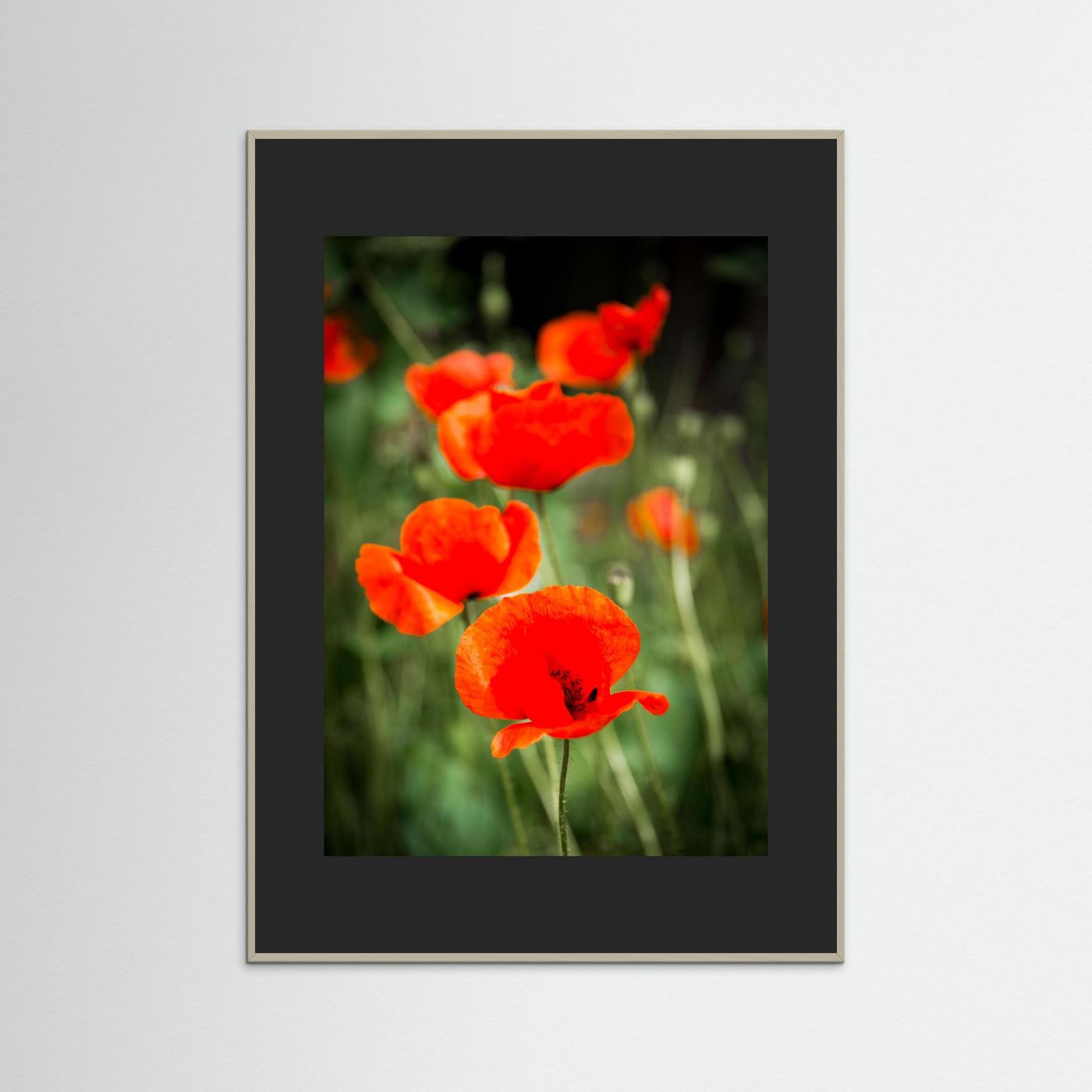 Poppy