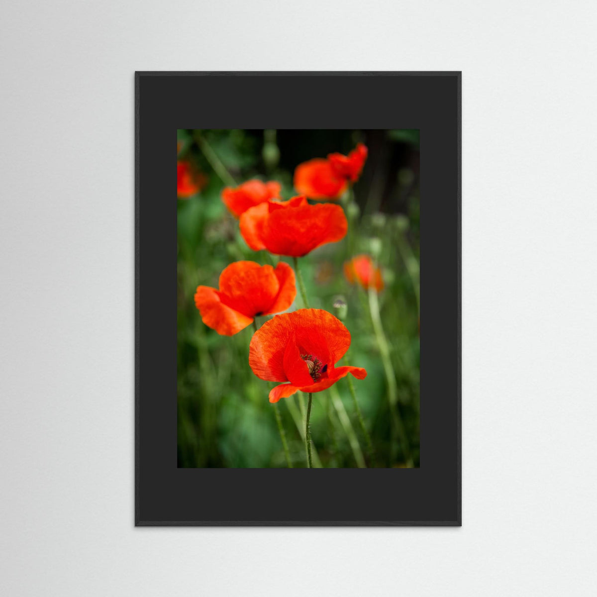 Poppy