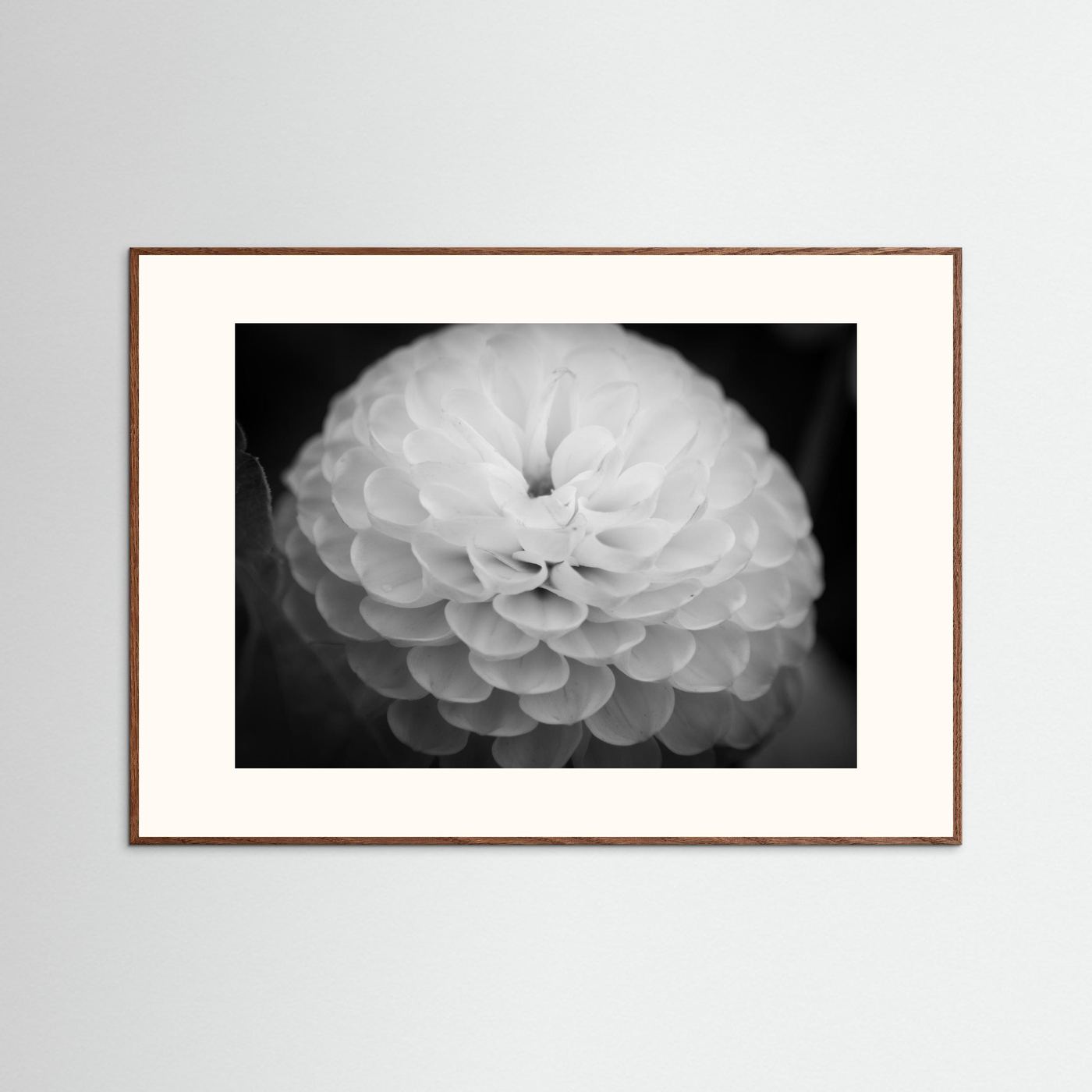 Dahlia